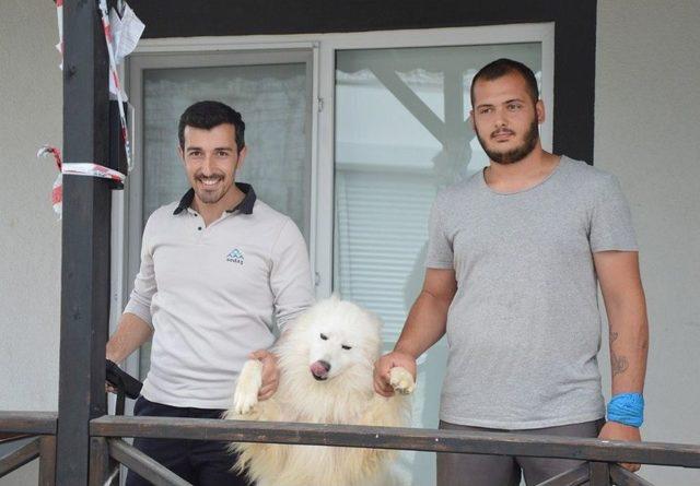 2016 Yılında 7 Sedaş Elamanını Köpek Isırdı