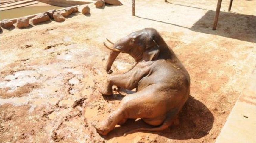 Sıcaktan Bunalan Filler, &Ccedil;amur Banyosu Ile Serinliyor