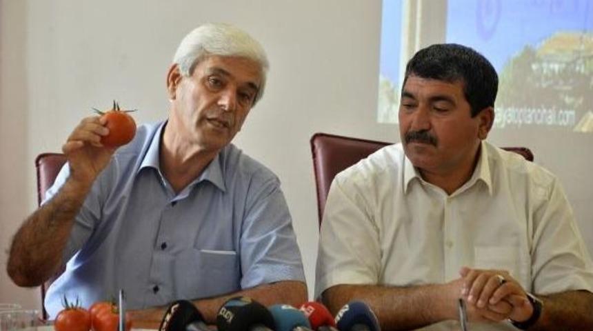 Rusya'ya Domates Yiyerek Tepki G&ouml;sterdiler