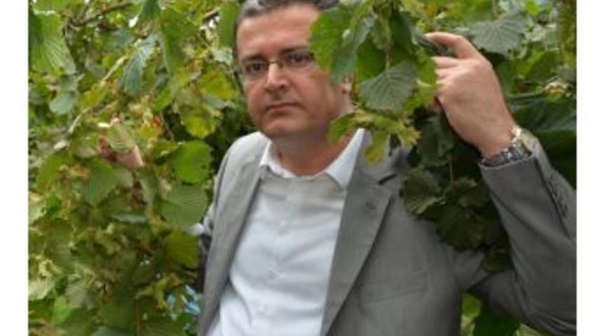 Fındıkta &Ouml;rnek Projeler Verimi Arttırdı