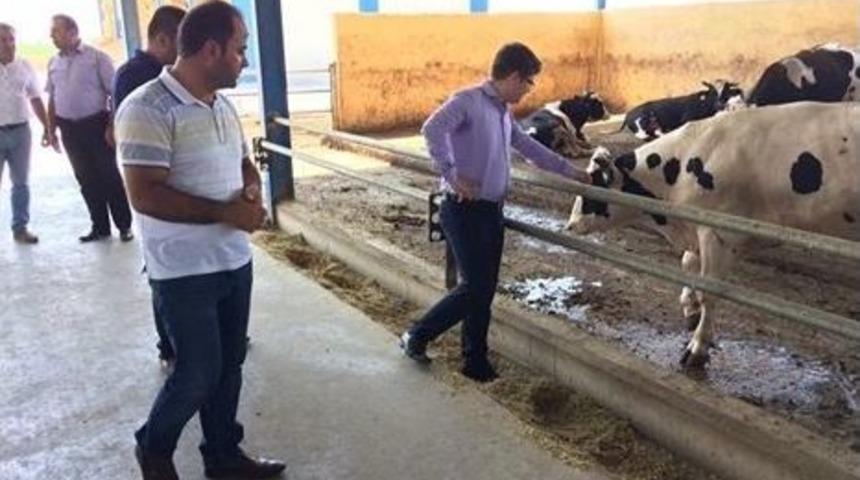 Kaymakam D&uuml;zg&uuml;n Kurbanlık Satan Besicileri Denetliyor