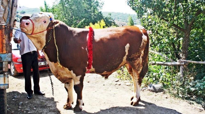 2 Tonluk Dev Kurbanlık