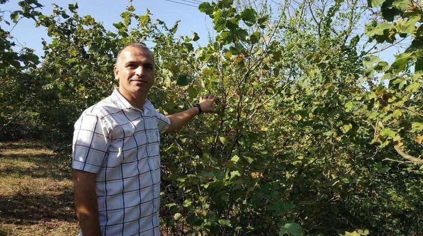 D&uuml;zce&rsquo;de İlgin&ccedil; Fındık Hırsızlığı