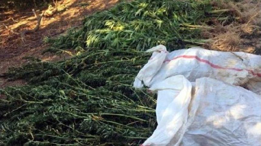 Nazilli'de 10 Kilo Esrar Ele Ge&ccedil;irildi