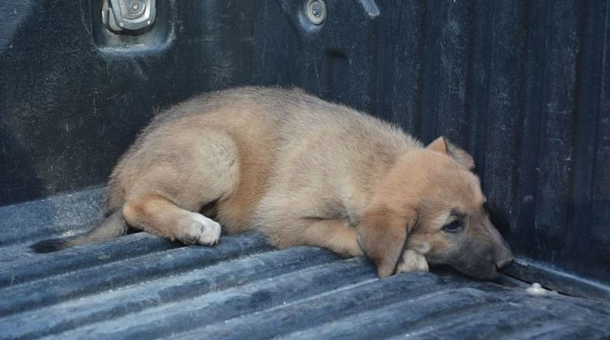 Savaştan Ka&ccedil;an Sokak K&ouml;pekleri Toplanıyor