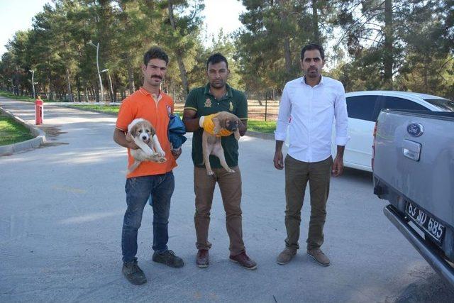 Savaştan Kaçan Sokak Köpekleri Toplanıyor