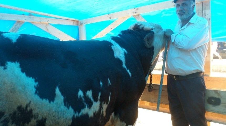 Patnoslu Tosunlar Mudanya&rsquo;da