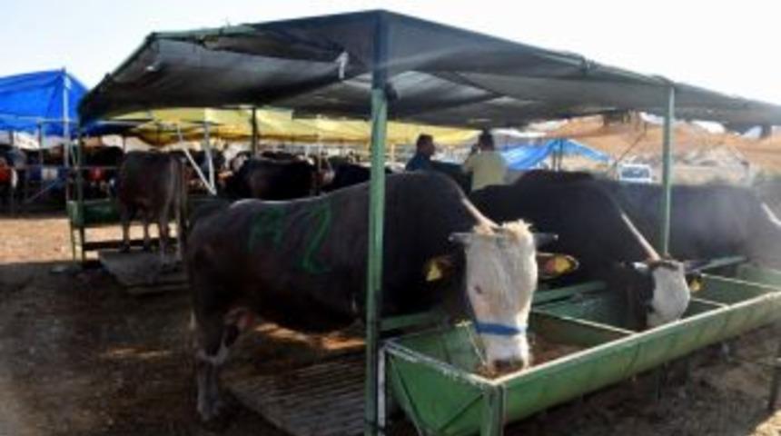 Aliağa&rsquo;da Kurban Kesim Yerleri Ve &Uuml;cretler A&ccedil;ıklandı