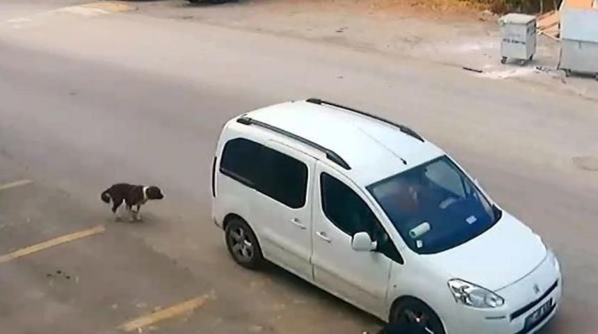 K&ouml;peği Ezen S&uuml;r&uuml;c&uuml;ye 1097 Lira Ceza