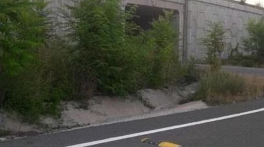 Ağa&ccedil;ların Bakımsızlığı S&uuml;r&uuml;c&uuml;lerin G&ouml;r&uuml;ş&uuml;n&uuml; Engelliyor