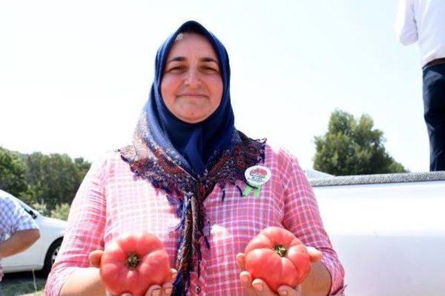 Dümrek Köyü'nde Tarla Günü Düzenlendi