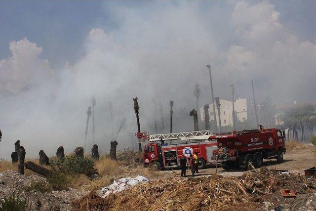 Kemer&rsquo;da &Ccedil;&ouml;p Yangını Palmiye Ağa&ccedil;larını K&uuml;l Etti 1