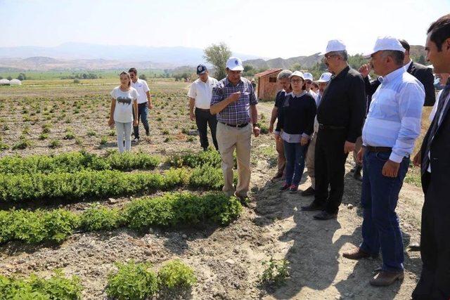 Tıbbi Aromatik Bitki Üretim Merkezi’nde Sona Gelindi