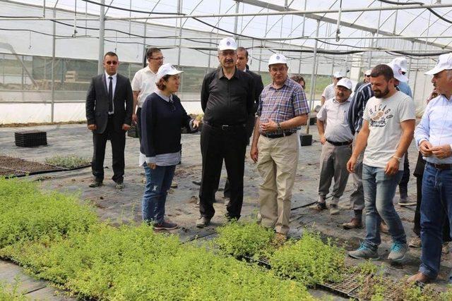 Tıbbi Aromatik Bitki Üretim Merkezi’nde Sona Gelindi