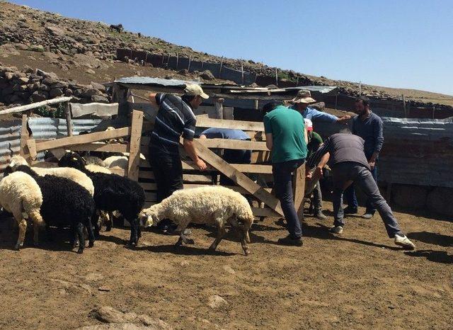 Artvin’de Küçükbaş Hayvan Dağıtımı Yapıldı