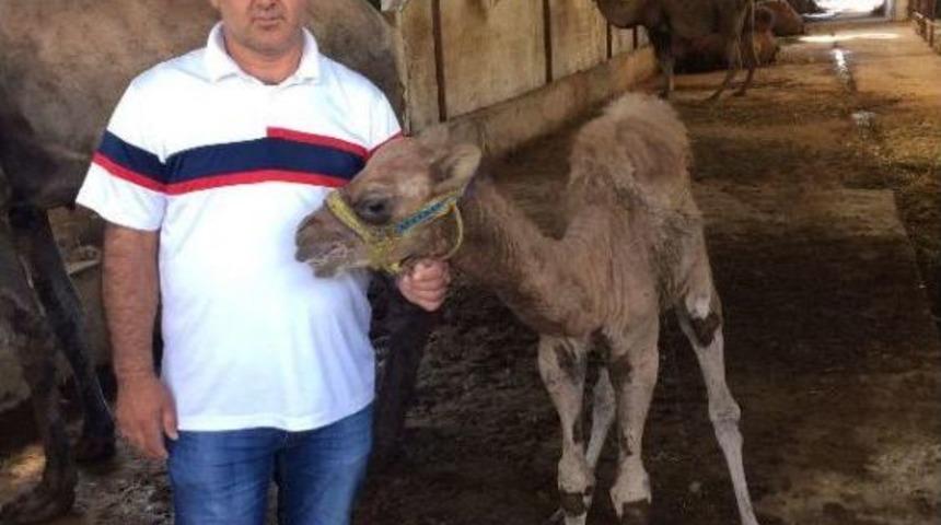 Çalınan Devesini Bulana Ödül Vaad Etti