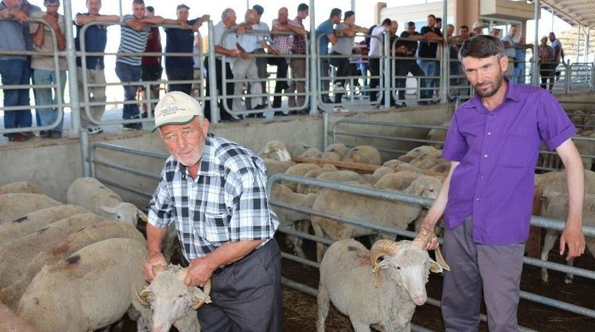 Edirne&rsquo;de 3 Bin 585 İşletmede 331 Bin Adet K&uuml;&ccedil;&uuml;kbaş Hayvan Yetiştiriliyor