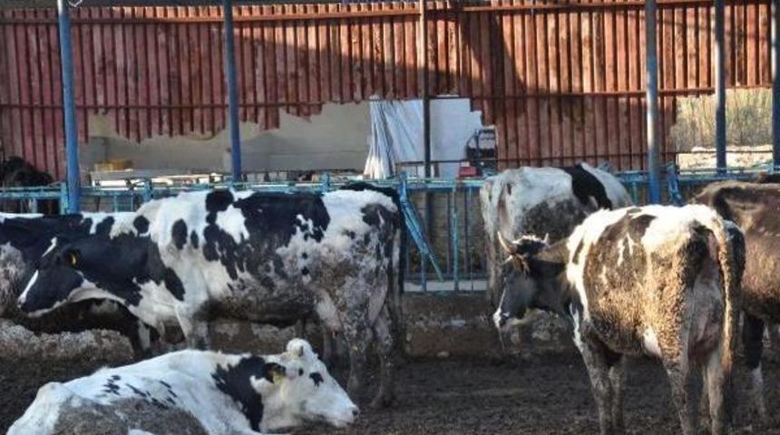 Mozart'ı Çaldı Süt Üretimini Arttırdı