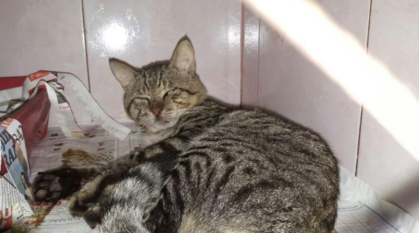 Bir Kediyi Daha T&uuml;fekle Vurdular