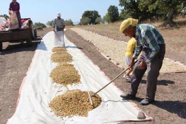 Antep'ten Fıstık Toplamak Için Manisa'ya Geliyorlar