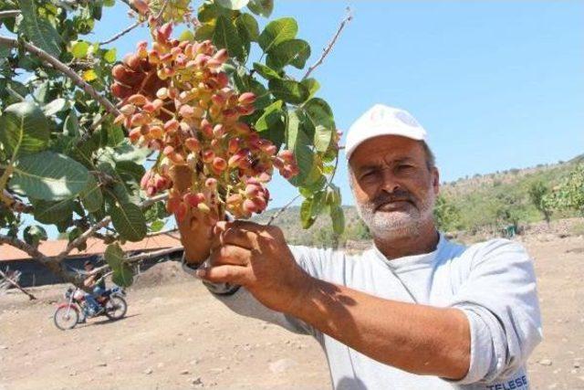 Antep'ten Fıstık Toplamak Için Manisa'ya Geliyorlar