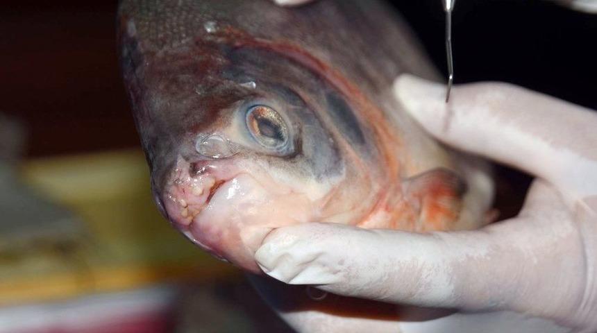 &rsquo;pirana&rsquo; Değil &rsquo;pacu&rsquo; &Ccedil;ıktı