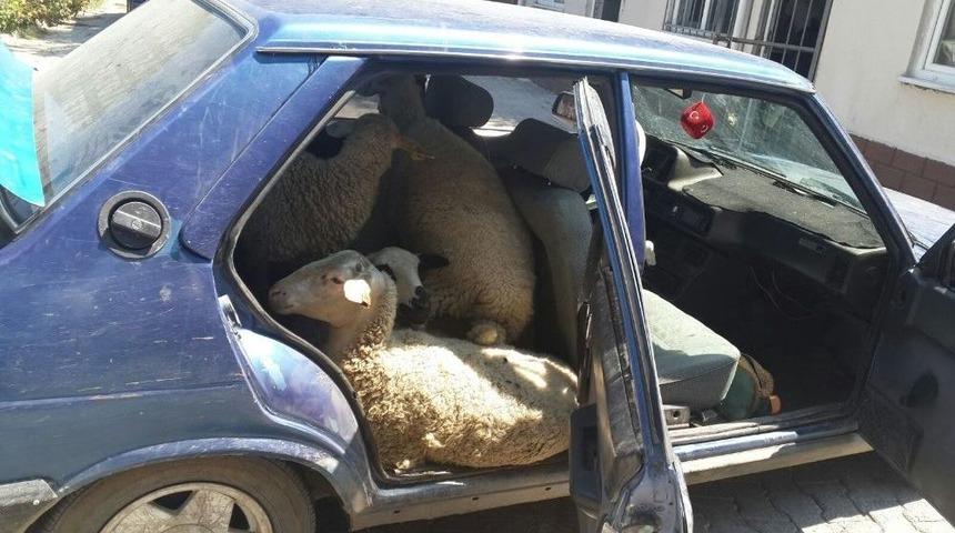 Hayvan Hırsızları Jandarma Tarafından Yakalandı