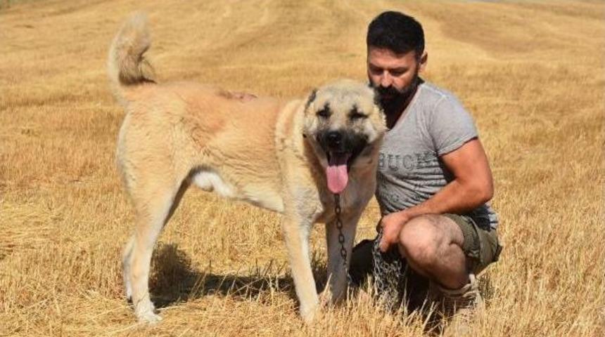 Kangal K&ouml;pekleri, Kurttan Daha Zeki