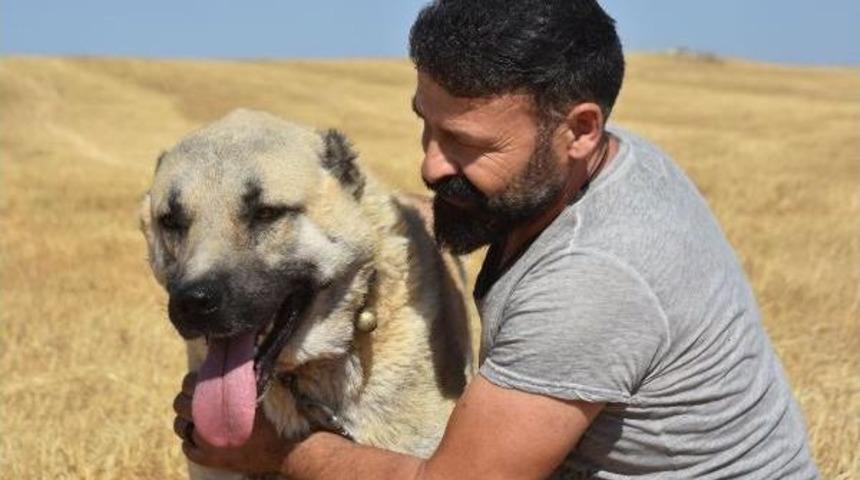 Patent Iptal Ama 'kangal' Devlet Korumasında