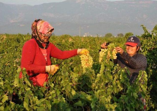 İslahiye'de Üzüm Hasadına Başlandı