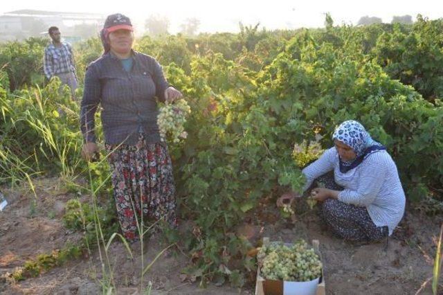 İslahiye'de Üzüm Hasadına Başlandı