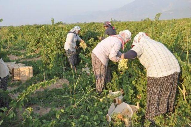 İslahiye'de Üzüm Hasadına Başlandı