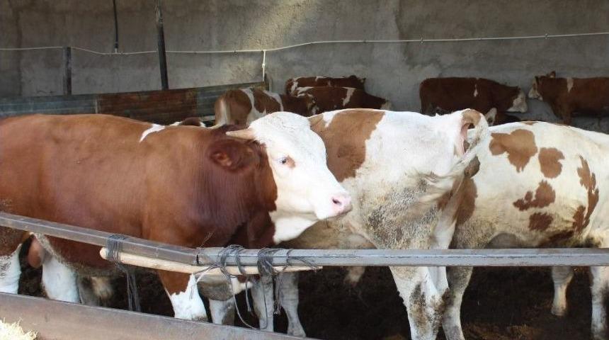 Hayvan Satıcıları D&uuml;venin Karaborsaya D&uuml;şmesinden Korkuyor