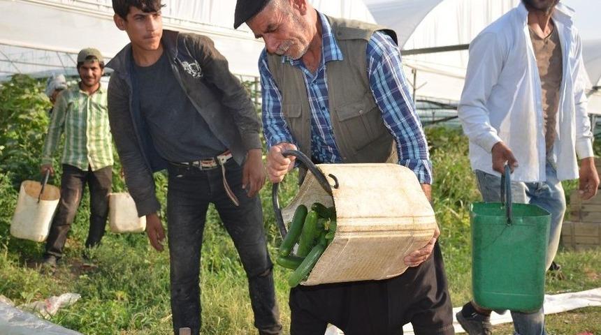 Yerinde 50 Kuruş, Pazarda 2 Tl