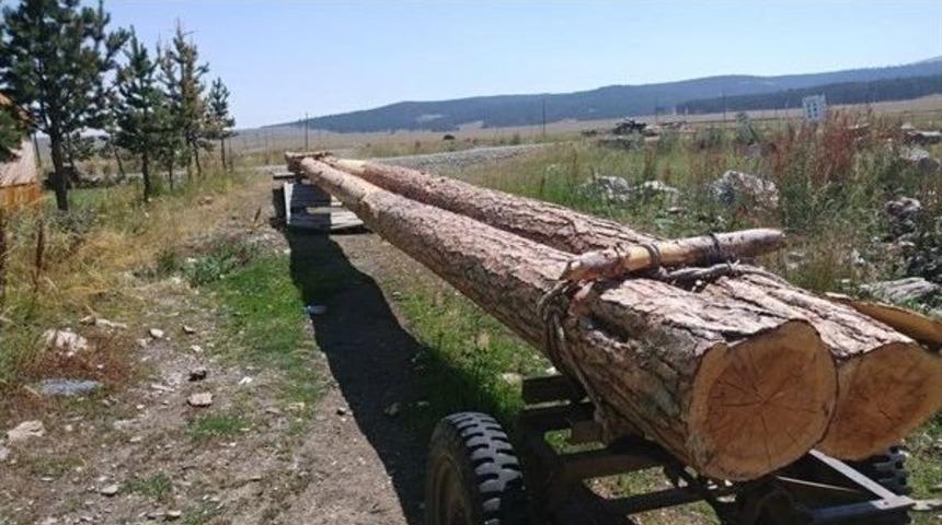 Şenkaya&rsquo;da Ka&ccedil;ak Kesilmiş Sarı&ccedil;am Tomrukları Ele Ge&ccedil;irildi