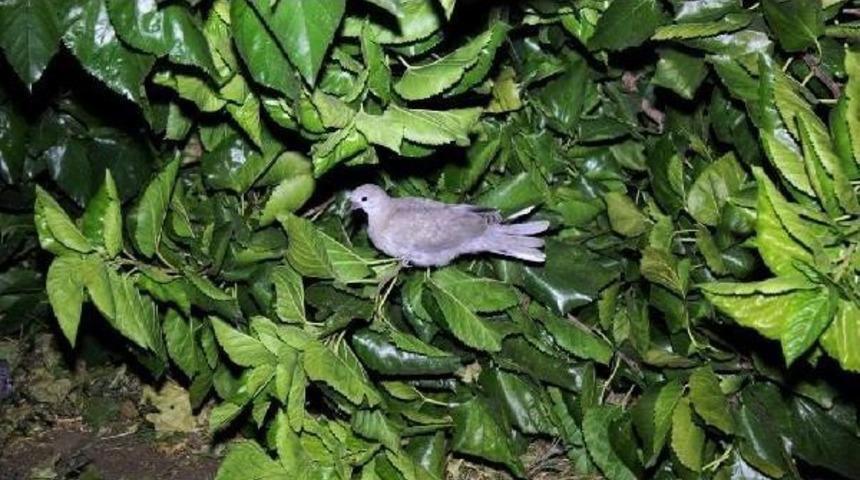 Otomobilin &Uuml;zerine Ağa&ccedil; Devrildi