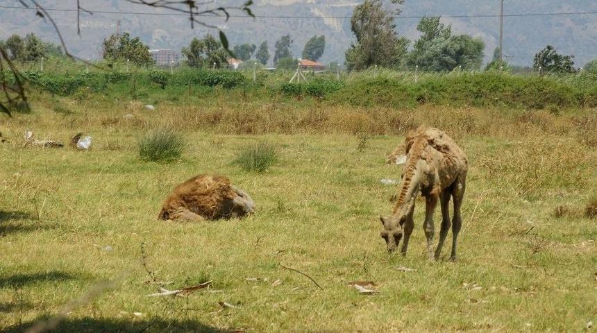Devesini Bulana &Ouml;d&uuml;l Verecek