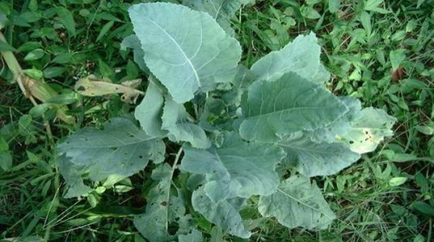 Radyasyondan koruyor!