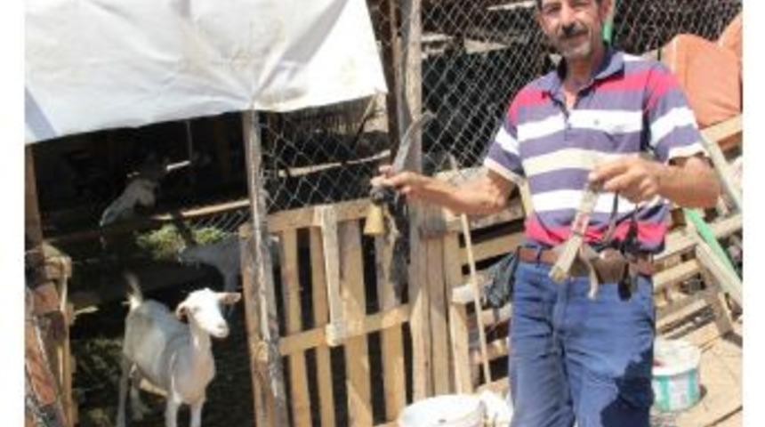 (&ouml;zel Haber) &Ccedil;alınan Ke&ccedil;ilerden Geriye Zilleri Kaldı