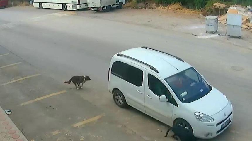 Antalya&rsquo;da K&ouml;peğin &Ouml;l&uuml;m&uuml;ne Sebep Olan Ara&ccedil; S&uuml;r&uuml;c&uuml;s&uuml;n&uuml;n Ehliyetine El Konuldu