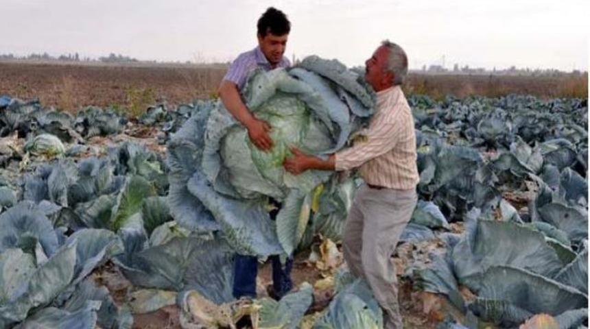 Görenler hayrete düşüyor
