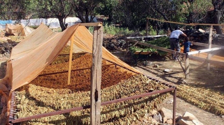 Tütünü Makineyle Çizip Üretimi 10’a Katladılar