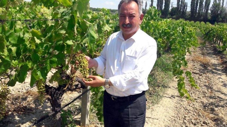 Chp&rsquo;li Nurlu&rsquo;dan Kuru &Uuml;z&uuml;m İhracatında Teşvik Primi İsteği