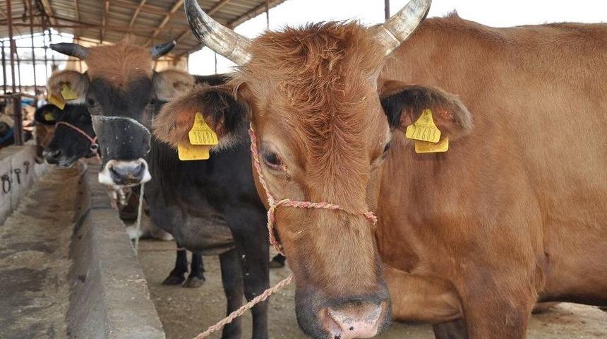 Kurban Alırken Bunlara Dikkat