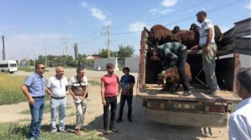 Iğdır&rsquo;da Gen&ccedil; &Ccedil;ift&ccedil;ilere Hayvan Dağıtımı