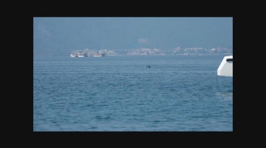 Yunusların Marmaris Dansı