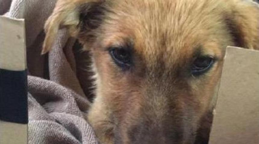 Karşıyaka'ya 'şans' Geldi