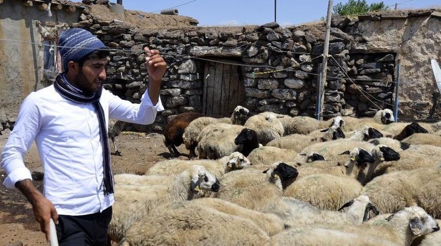 &Ouml;sym&rsquo;nin Hatası &Ccedil;oban Ahmet&rsquo;in Hayallerini Yıktı