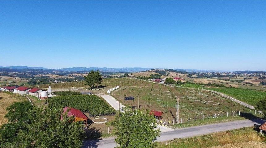 T&uuml;rkiye&rsquo;nin İlk Fındık &Ccedil;iftliği Samsun&rsquo;da Kuruluyor