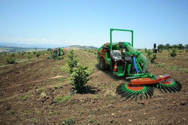 Türkiye’nin İlk Fındık Çiftliği Samsun’da Kuruluyor